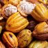 Cacao vallecaucano se podría comercializar en Holanda